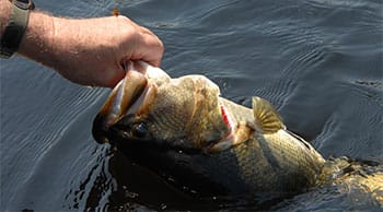 image of white bass fish